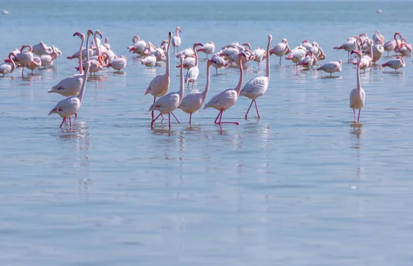 flock of birds pink flamingo on the salt lake in the city of Lar