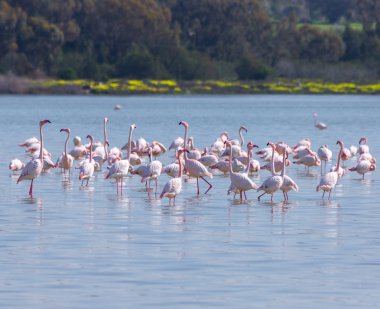 Lar kentinde tuz gölü üzerinde kuşlar pembe flamingo sürüsü