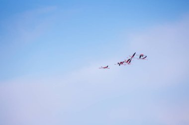 Saf bir arka plan karşı uçan kuşlar pembe flamingo sürüsü