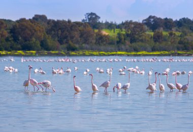 Lar kentinde tuz gölü üzerinde kuşlar pembe flamingo sürüsü
