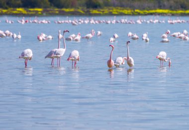Lar kentinde tuz gölü üzerinde kuşlar pembe flamingo sürüsü