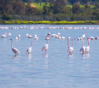 Lar kentinde tuz gölü üzerinde kuşlar pembe flamingo sürüsü