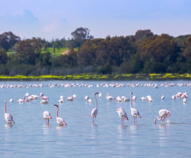 Lar kentinde tuz gölü üzerinde kuşlar pembe flamingo sürüsü