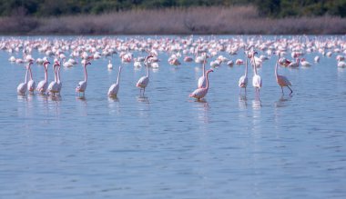 Lar kentinde tuz gölü üzerinde kuşlar pembe flamingo sürüsü