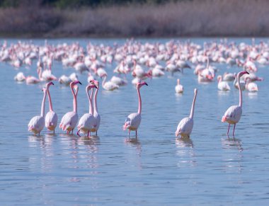 Lar kentinde tuz gölü üzerinde kuşlar pembe flamingo sürüsü