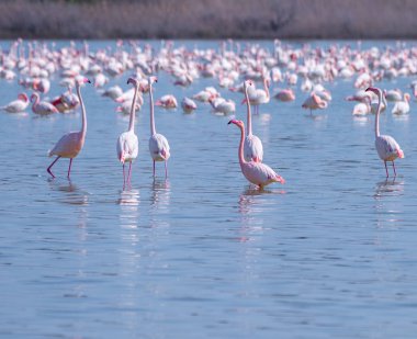 Lar kentinde tuz gölü üzerinde kuşlar pembe flamingo sürüsü