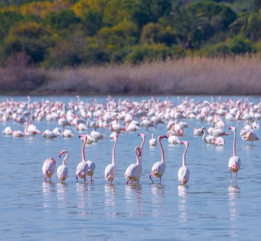 Lar kentinde tuz gölü üzerinde kuşlar pembe flamingo sürüsü