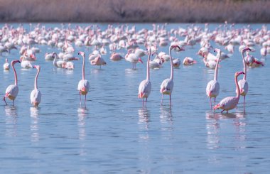 Lar kentinde tuz gölü üzerinde kuşlar pembe flamingo sürüsü