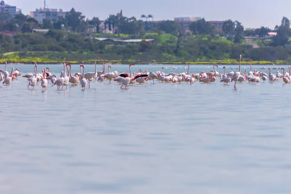 flock of birds pink flamingo on the salt lake in the city of Lar