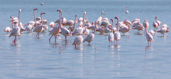 flock of birds pink flamingo on the salt lake in the city of Lar