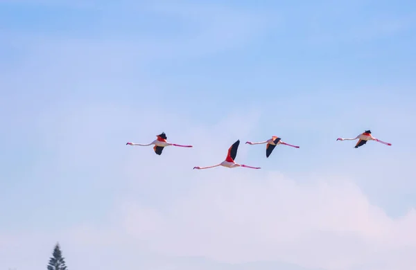 Stormo di uccelli fenicottero rosa che vola su uno sfondo di puro — Foto Stock