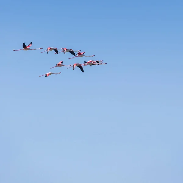 Flock of birds pink flamingo flying against a background of pure