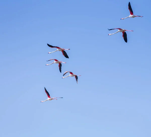 Flock fåglar rosa Flamingo flyger mot en bakgrund av ren — Stockfoto