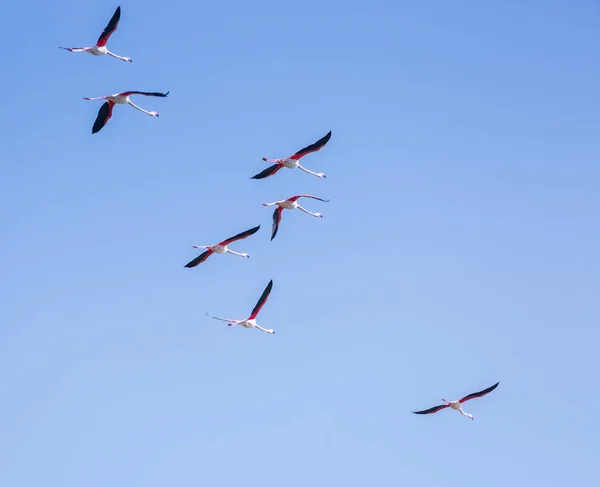 Flock fåglar rosa Flamingo flyger mot en bakgrund av ren — Stockfoto
