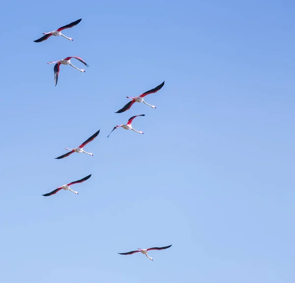 Flock fåglar rosa Flamingo flyger mot en bakgrund av ren — Stockfoto