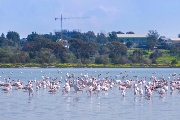 flock of birds pink flamingo on the salt lake in the city of Lar