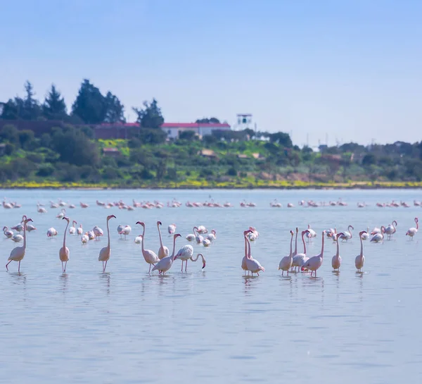 flock of birds pink flamingo on the salt lake in the city of Lar