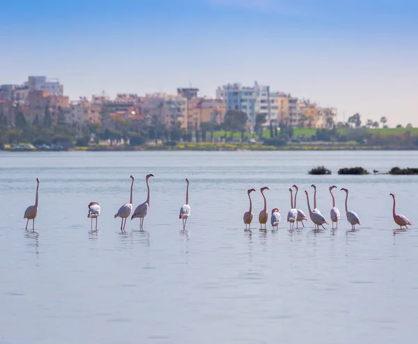 flock of birds pink flamingo on the salt lake in the city of Lar