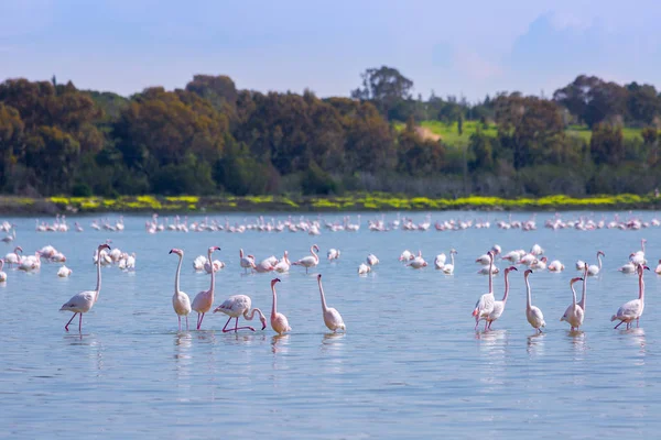 라르 의 도시에서 소금 호수에 새 핑크 플라밍고의 무리 — 스톡 사진