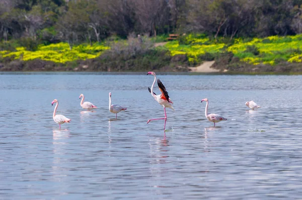 Birds pink flamingo on the salt lake run over the surface of the