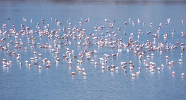 flock of birds pink flamingo on the salt lake in the city of Lar