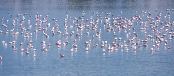 flock of birds pink flamingo on the salt lake in the city of Lar