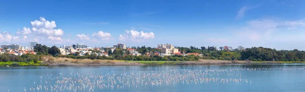 Stormo di uccelli fenicottero rosa sul lago salato nella città di Lar — Foto Stock