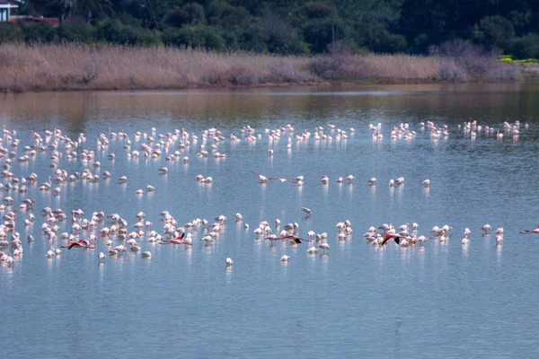 flock of birds pink flamingo on the salt lake in the city of Lar