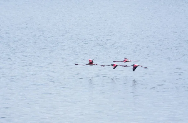 Quatre oiseaux flamant rose sur le lac salé survolant la surfac — Photo