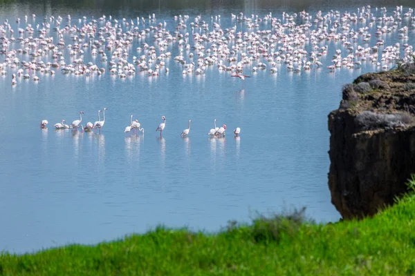 Flock of birds pink flamingo on the salt lake in the city of Lar — Stock Photo, Image