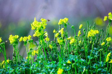 Sarı çiçeklerden oluşan parlak bahar çiçekli. Tipik bir bahar feni