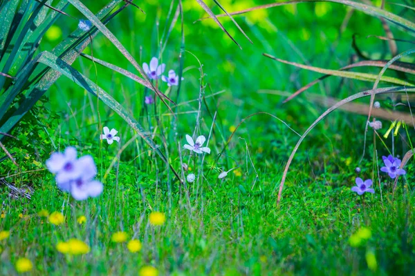 Bright spring flowering of purple flowers. A typical spring phen — Stock Photo, Image