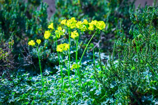 Floração de primavera brilhante de flores amarelas. Um típico fen de primavera — Fotografia de Stock