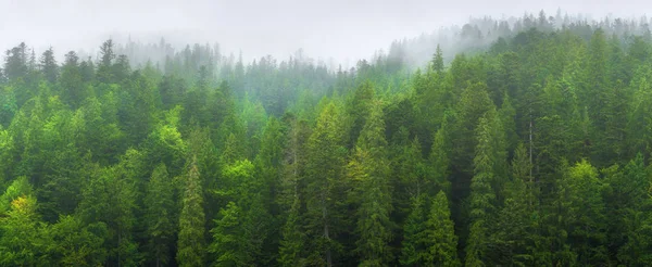 Mystieke regenachtige landschap het berg bos in de ochtend mist. — Stockfoto