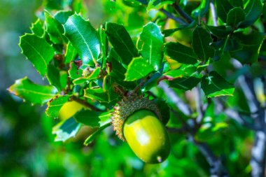 Quercus coccifera olarak da bilinen Kermes Meşe meşe palamudu ile Şube