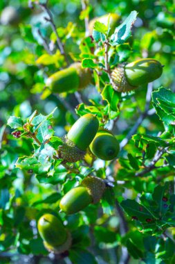 Quercus coccifera olarak da bilinen Kermes Meşe meşe palamudu ile Şube