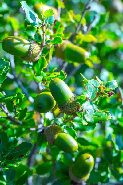 Rama con bellotas de roble Kermes también conocido como Quercus coccifera —  Fotos de Stock