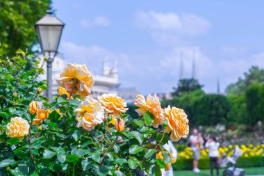 Gül bahçesinde gür çiçek açan turuncu güller. Volksgarten (insanların 
