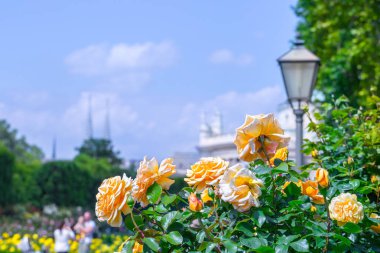 Gül bahçesinde gür çiçek açan turuncu güller. Volksgarten (insanların 