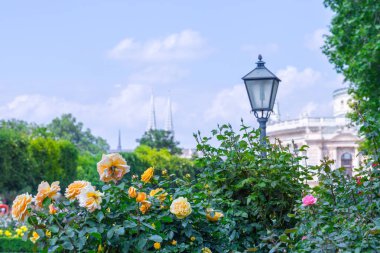 Gül bahçesinde gür çiçek açan turuncu güller. Volksgarten (insanların 