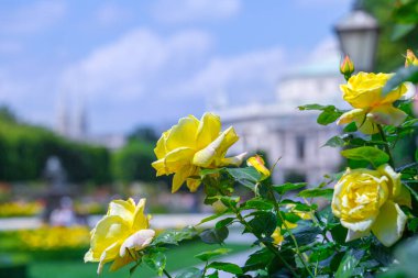Gül bahçesinde gür açan sarı güller. Volksgarten (insanların 
