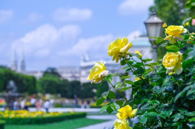 Gül bahçesinde gür açan sarı güller. Volksgarten (insanların 