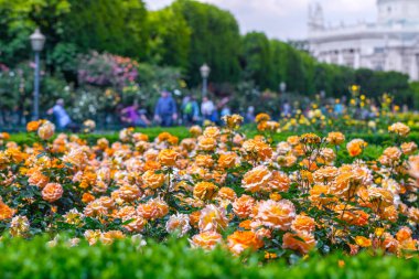Gül bahçesinde gür çiçek açan turuncu güller. Volksgarten (insanların 