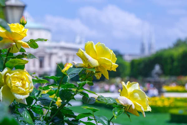 Golosa fioritura rose gialle in roseto. Volksgarten (popolo) — Foto Stock