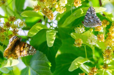 Boyalı Lady kelebek (Vanessa cardui) flo bir nektar beslenir