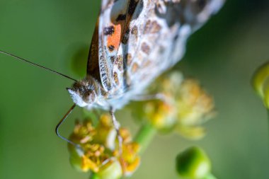 Boyalı Lady kelebek (Vanessa cardui) flo bir nektar beslenir