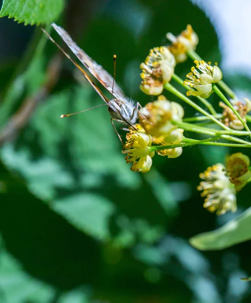 Malovaná Lady Butterfly (Vanessa cardui) krmí na nektaru Flo — Stock fotografie