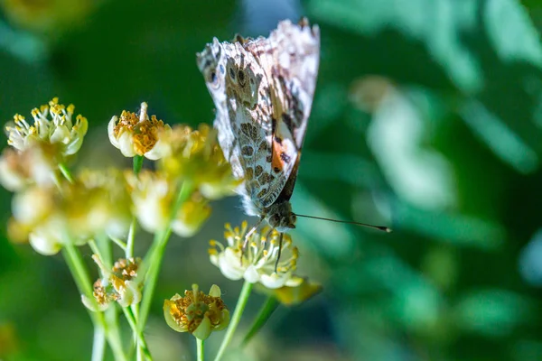 Papillon dame peinte (Vanessa cardui) se nourrit d'un nectar de flo — Photo