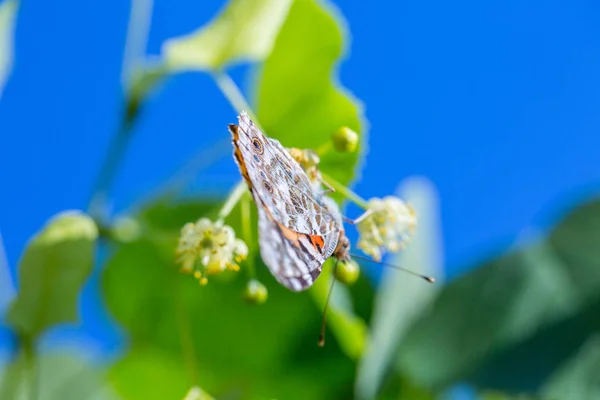 Malovaná Lady Butterfly (Vanessa cardui) krmí na nektaru Flo — Stock fotografie