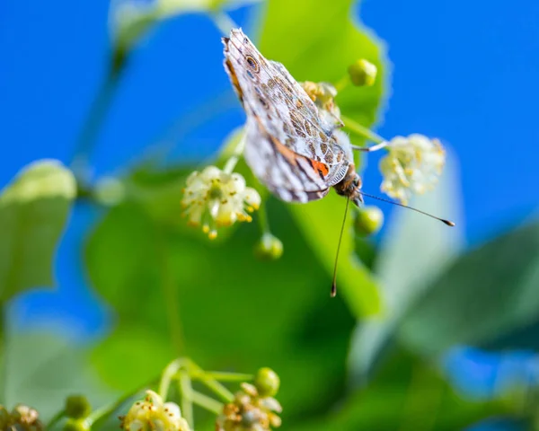 Senhora pintada borboleta (Vanessa cardui) alimenta-se de um néctar de flo — Fotografia de Stock